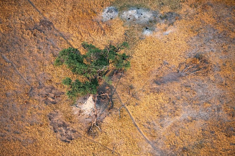 Species tree in the savanna, landscape, aerial view of the Okavango Delta, near Maun, Okavango Delta, Botswana
