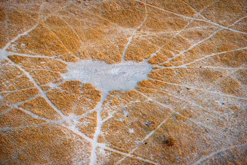 Structure and pattern of trails, animal trails, landscape, aerial view of the Okavango Delta, near Maun, Okavango Delta, Botswana