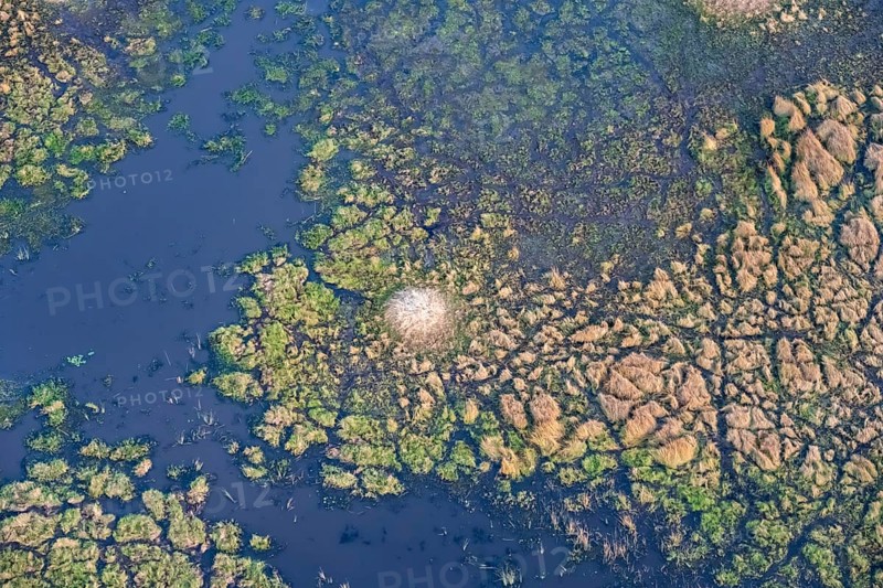 Structure and pattern, termite mounds in marshland, landscape, aerial view of the Okavango Delta, near Maun, Okavango Delta, Botswana
