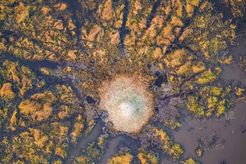 Single termite hill in swamp, landscape, aerial view of the Okavango Delta, near Maun, Okavango Delta, Botswana