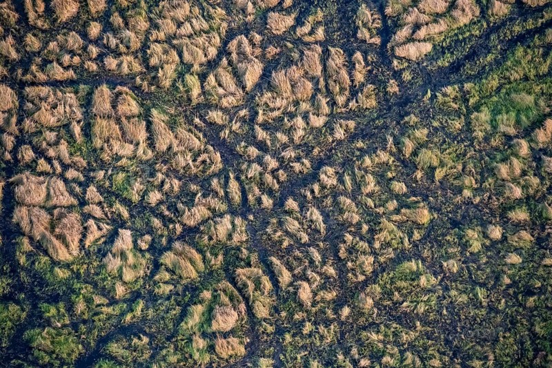 Structure and pattern, grass from above, marshland, landscape, aerial view of the Okavango Delta, near Maun, Okavango Delta, Botswana