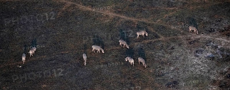 Steppe zebras (Equus quagga) grazing in arid landscape, aerial view, Okavango Delta, Botswana