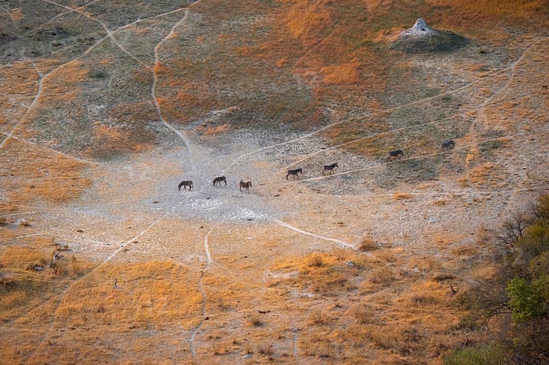 Steppe zebras (Equus quagga) running in row, savanna landscape with yellow grass, aerial view, Okavango Delta, Botswana