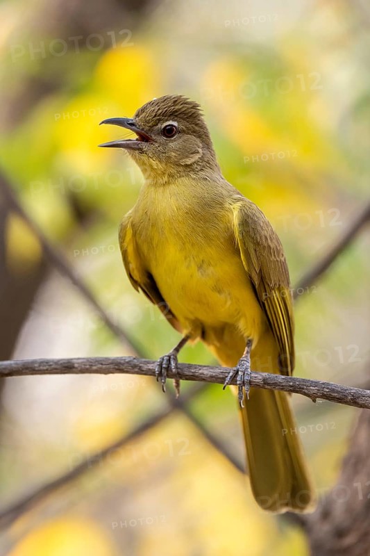 Yellow-bellied Greenbul (Chlorocichla flaviventris), Yellow-bellied Greenbul, Zambezi Region, Caprivi Strip, Namibia