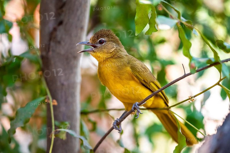 Yellow-bellied Greenbul (Chlorocichla flaviventris), Yellow-bellied Greenbul, Zambezi Region, Caprivi Strip, Namibia