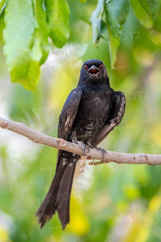 Fork-tailed drongo (Dicrurus adsimilis), Zambezi Region, Caprivi Strip, Namibia