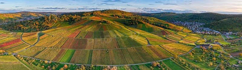 Extensive vineyard panorama in the evening sun with vivid autumn colors, autumn, near Strümpfelbach im Remstal, Baden-Württemberg, Germany