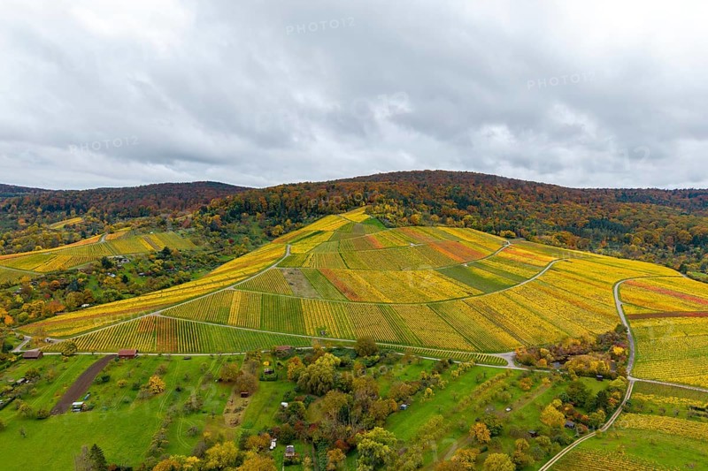 Autumn vineyards under cloudy skies with a variety of colors, autumn, near Strümpfelbach im Remstal, Baden-Württemberg, Germany