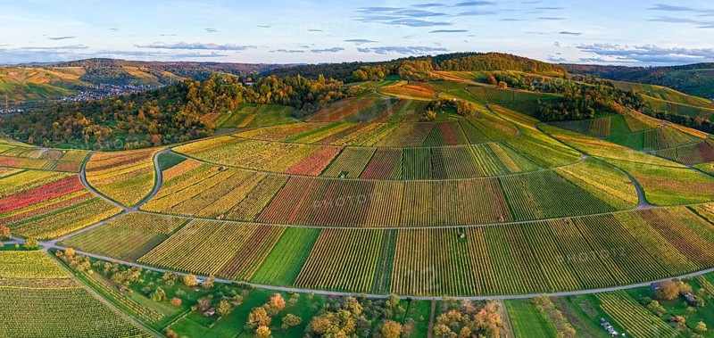 Panoramic view of rolling vineyards in warm autumn colors at sunset, autumn, near Strümpfelbach im Remstal, Baden-Württemberg, Germany