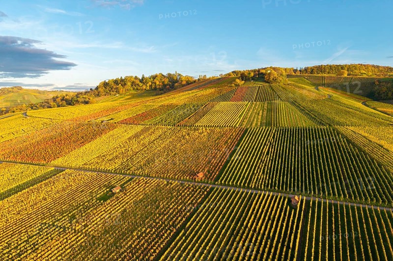 Vineyards in autumn colors under blue sky in the evening sun, autumn, near Strümpfelbach im Remstal, Baden-Württemberg, Germany