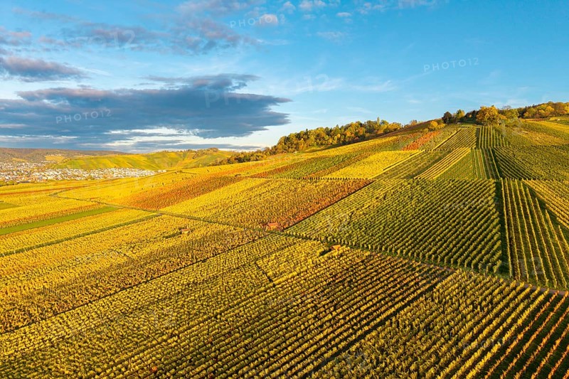 Golden and green vineyards spread over wide hills under a clear sky, autumn, near Strümpfelbach im Remstal, Baden-Württemberg, Germany