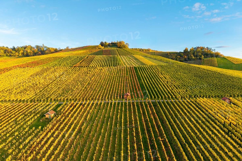 Vineyard landscape in rich autumn colors on rolling hills under blue sky, autumn, near Strümpfelbach im Remstal, Baden-Württemberg, Germany
