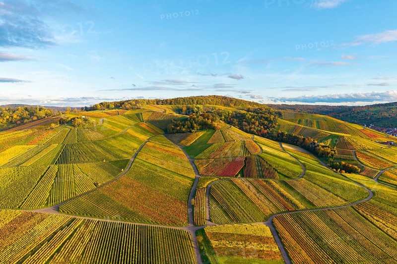 Colourful vineyards stretch over rolling hills under clear skies, autumn, near Strümpfelbach im Remstal, Baden-Württemberg, Germany