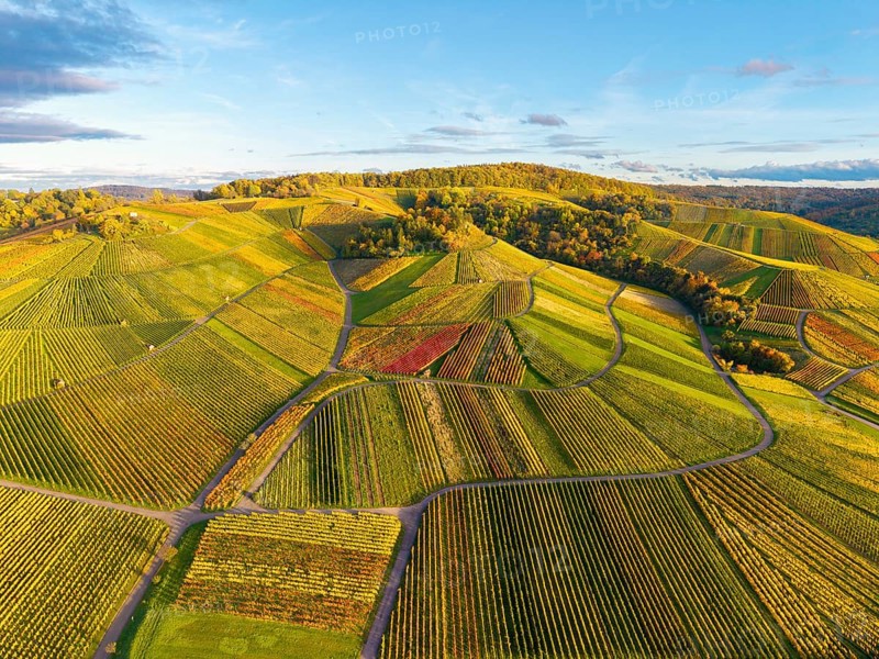 Wide, autumn-colored wine landscape in a curved arrangement, autumn, near Strümpfelbach im Remstal, Baden-Württemberg, Germany
