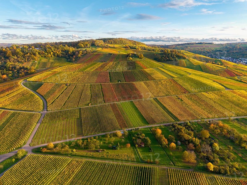 Hilly vineyard landscape in autumn colors under blue sky, autumn, near Strümpfelbach im Remstal, Baden-Württemberg, Germany