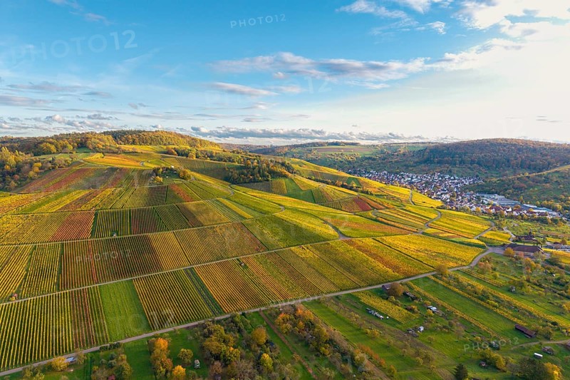 Green and golden fields on rolling hills in sunlight, autumn, near Strümpfelbach im Remstal, Baden-Württemberg, Germany