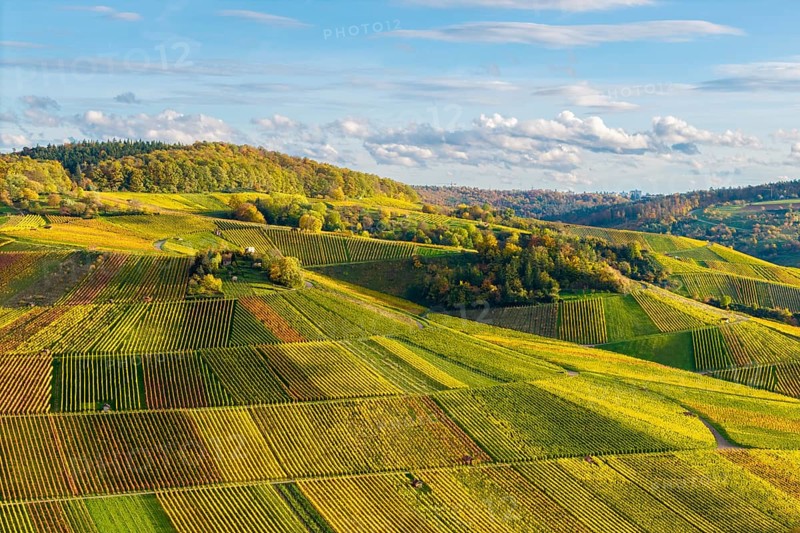 Vineyards and hilly landscape in autumn colors, autumn, near Strümpfelbach im Remstal, Baden-Württemberg, Germany
