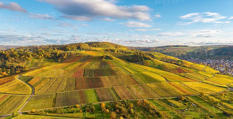 Extensive landscape with colorful vineyards under blue sky, autumn, near Strümpfelbach im Remstal, Baden-Württemberg, Germany