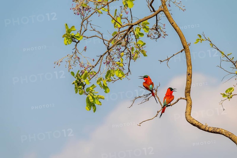 Southern carmine bee-eater (Merops nubicoides), two bee-eaters sitting on a tree against a blue sky, Okavango Delta, Moremi Game Reserve, Botswana
