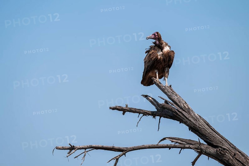 Hooded Vulture (Necrosyrtes monachus) sitting on a branch against a blue sky, Moremi Game Reserve, Botswana