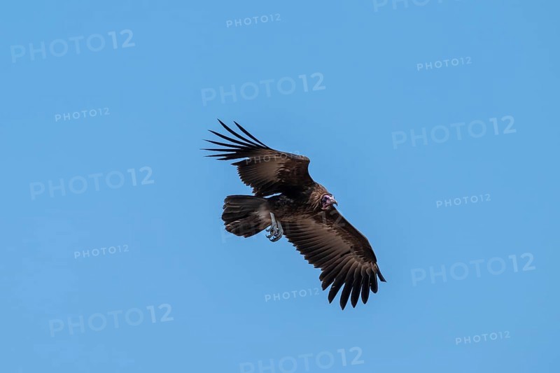 Hooded Vulture (Necrosyrtes monachus) flying against a blue sky, Moremi Game Reserve, Botswana