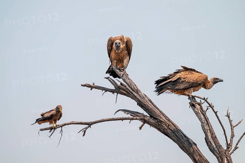 Two white-backed vultures (Gyps africanus) and a black kite sitting on a branch, Moremi Game Reserve, Botswana