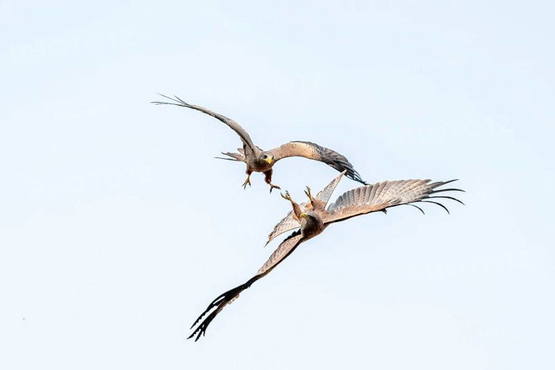 Two birds fighting in flight, black kite (Milvus migrans) flying against a blue sky, Moremi Game Reserve, Botswana