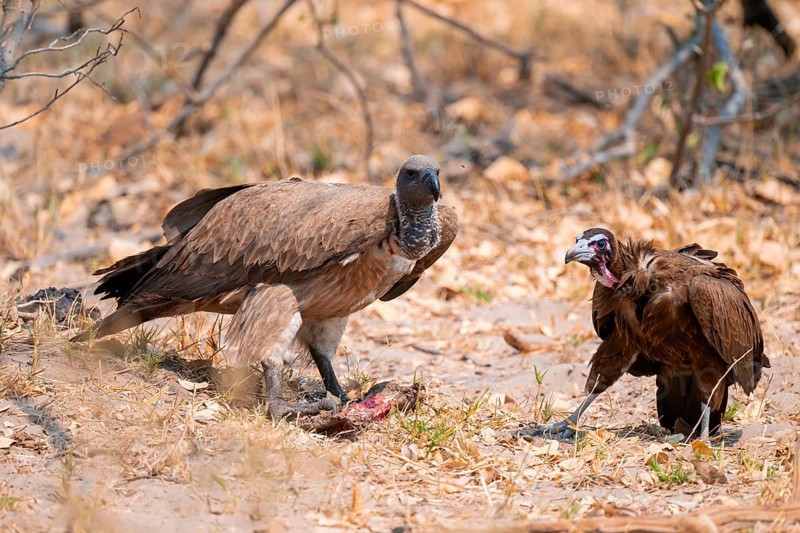 White-backed vulture (Gyps africanus) and cape vulture (Necrosyrtes monachus) on the ground with carrion, Moremi Game Reserve, Botswana