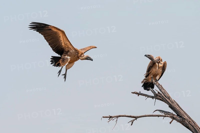 Two white-backed vultures (Gyps africanus) in flight, sitting on a branch, Moremi Game Reserve, Botswana