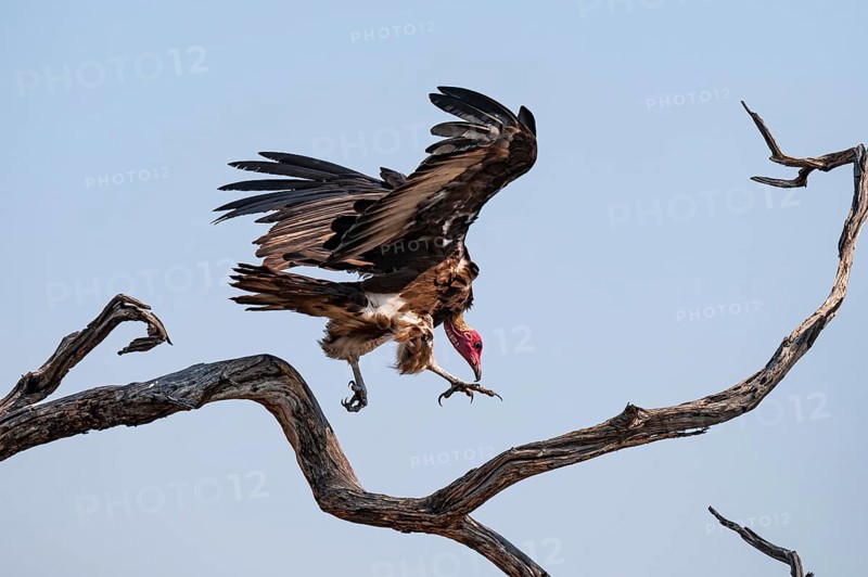 Hooded Vulture (Necrosyrtes monachus) flies, lands on a branch against a blue sky, Moremi Game Reserve, Botswana