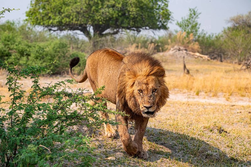 Maned Lion, Lion (Panthera Leo) runs, Savanna, Moremi Game Reserve, Botswana