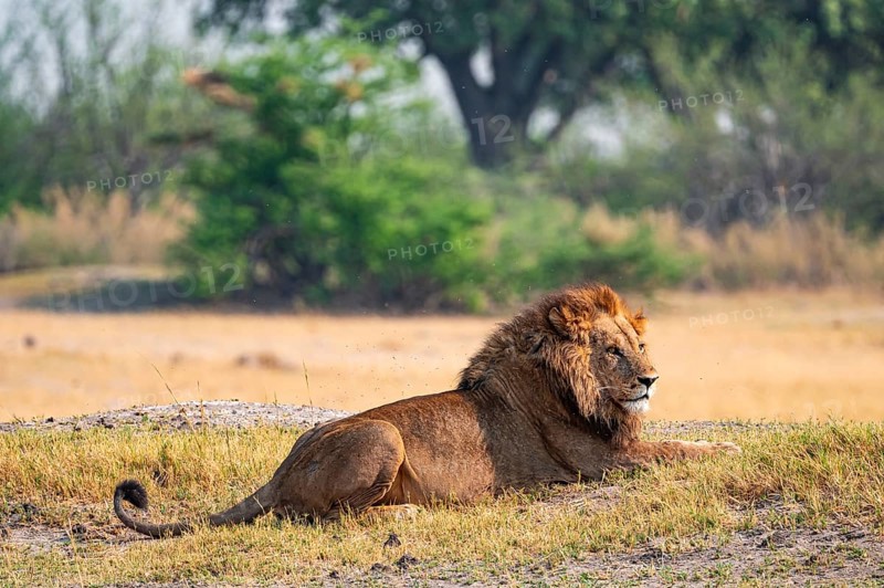 Maned lion, lion (Panthera leo) lies in the savanna, Moremi Game Reserve, Botswana