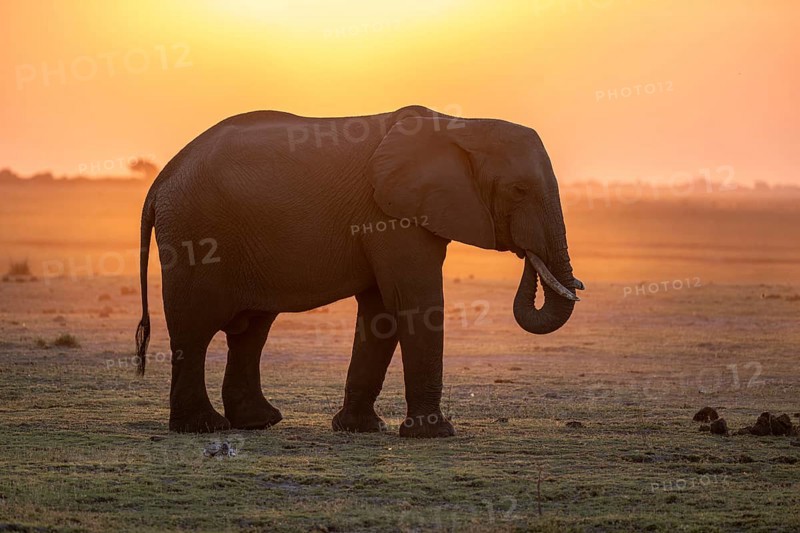 Herd, African Elephant (Loxodonta africana), Silhouette, Sunset, Ambient Light, Ihaha, Chobe National Park, Botswan