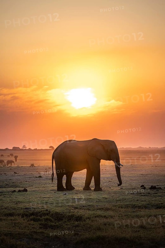 Herd, African Elephant (Loxodonta africana), Silhouette, Sunset, Ambient Light, Ihaha, Chobe National Park, Botswan