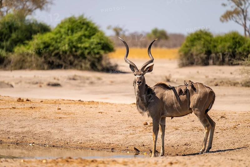 Greater Kudu (Tragelaphus strepsiceros), Moremi Game Reserve, Botswana