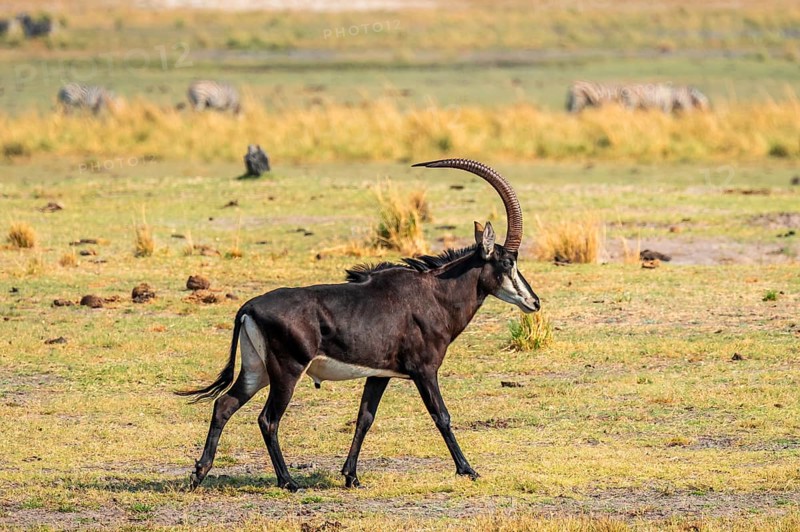 Sable, black antelope, black antelope (Hippotragus niger), Moremi Game Reserve, Botswana