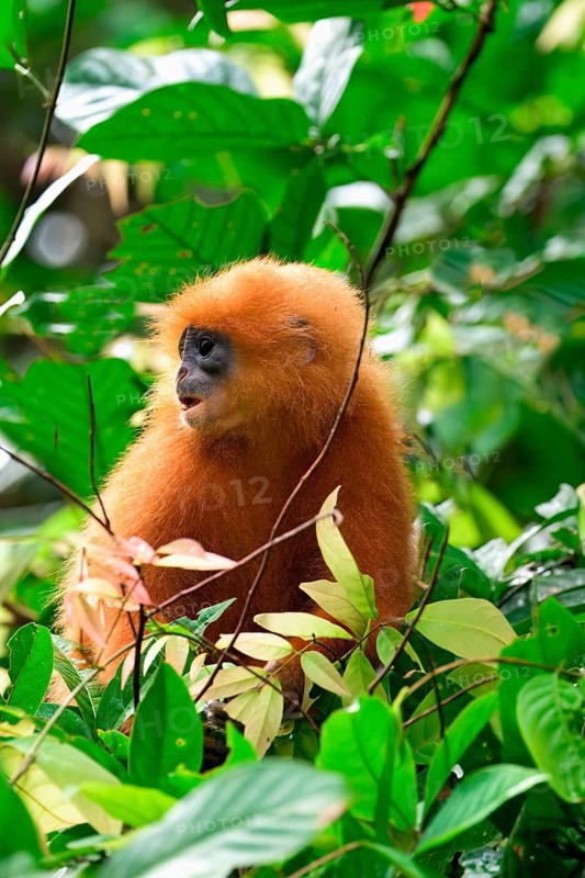 Red leaf monkey (Presbytis rubicunda) in a tree, Borneo, Malaysia