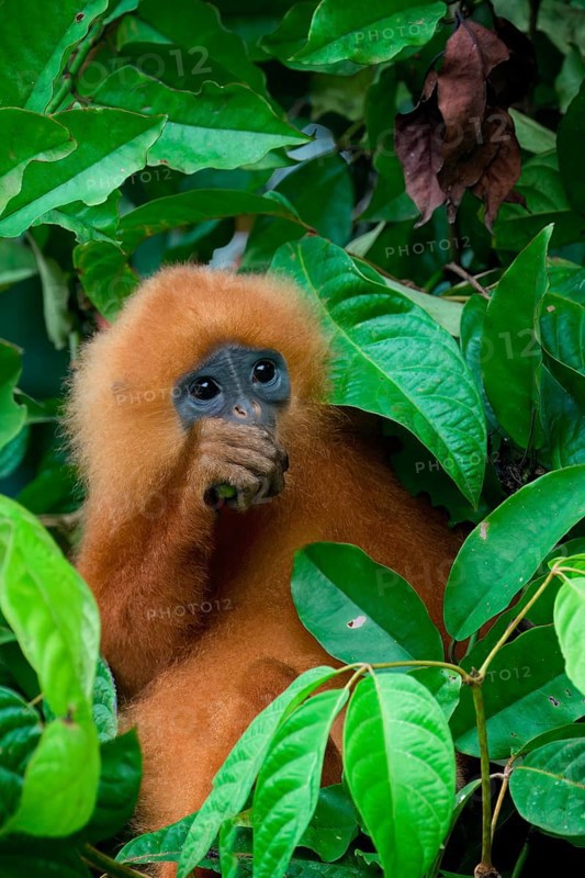 Red leaf monkey (Presbytis rubicunda) feeding on leaves, Borneo, Malaysia