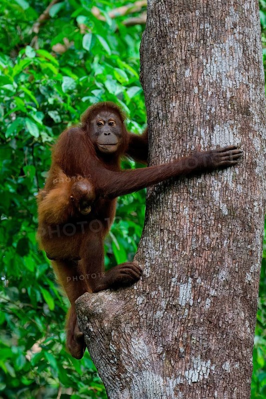 Female Orangutan (Pongo borneo) carrying her youngster in the forest, Borneo, Malaysia
