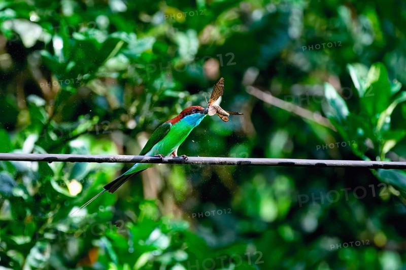 Blue-throated bee-eater (Merops viridis) catching and eating a hawk moth, Borneo, Malaysia