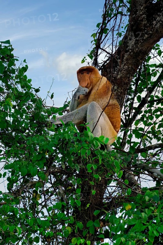 Endemic Proboscis monkey or Long-nosed monkey (Nasalis larvatus), sitting on a branch in the forest, Borneo, Malaysia