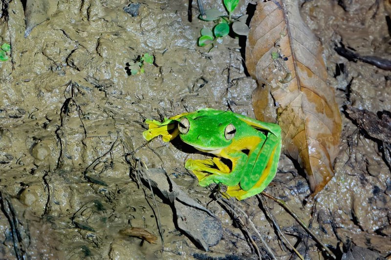 Wallace's flying frog (Rhacophorus nigropalmatus), Borneo, Malaysia