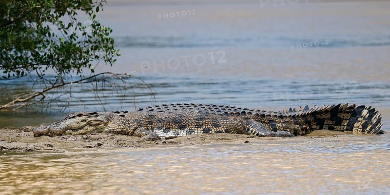 Saltwater crocodile (Crocodylus porosus) laying on a riverbank, Borneo, Malaysia