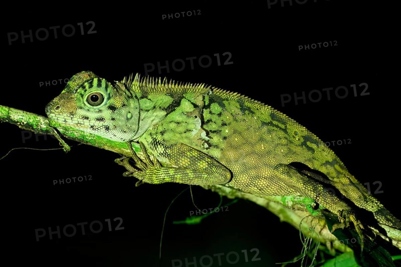 Borneo anglehead lizard (Gonocephalus bornensis) on a branch at night, Borneo, Malaysia