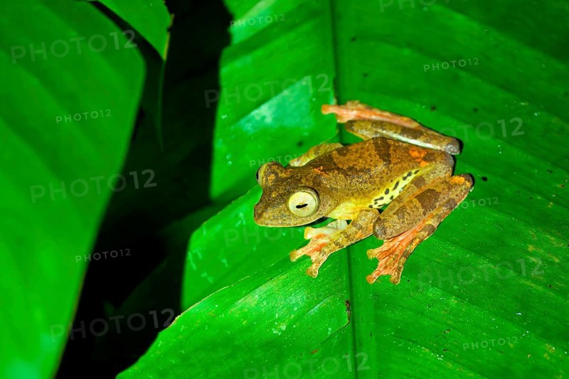 Harlequin Flying Tree Frog (Rhacophorus pardalis) sitting on a leaf, Borneo, Malaysia