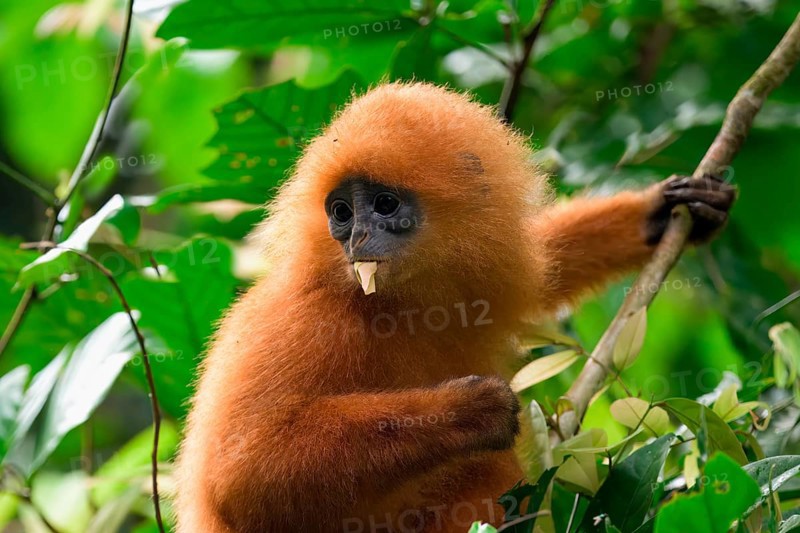Red leaf monkey (Presbytis rubicunda) feeding on leaves, Borneo, Malaysia