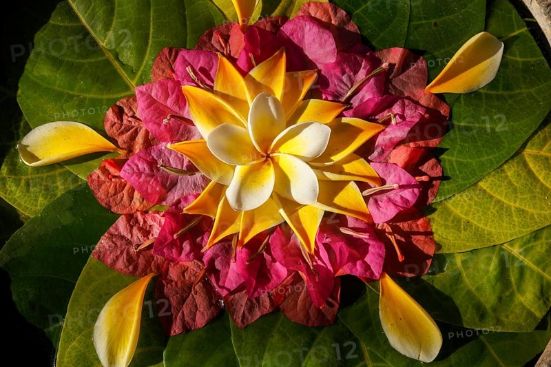 Hindu flower offering, Bali, Indonesia