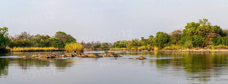Panorama, landscape on the Kavango River, Zambezi region, Caprivi Strip, Namibia