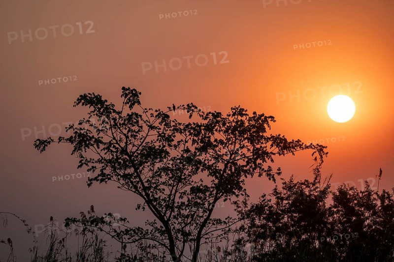 Tree with sunset, Zambezi region, Caprivi Strip, Namibia