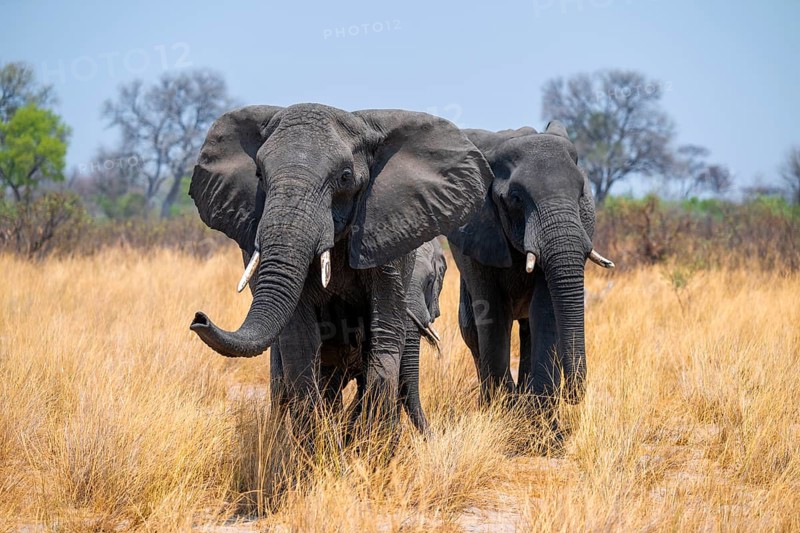 African elephant (Loxodonta africana) in dry savanna, Bwabwata National Park, Caprivi Strip, Namibia